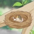 Voor pasgebore vogels sorg