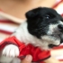Voor hondjie se sorg