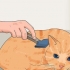 Voorkomen dat katten verharen