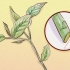 Snoei weigela