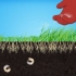 Verwyder wit grubs van jou grasperk
