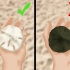 Skoonmaak en bewaring van sand dollars