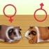 Zien van je cavia zwanger is