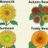 Kweek sonneblomme