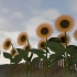 Oes sonneblomsaad