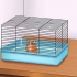 Maak seker dat jou hamster vertrou