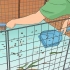 Maak seker dat jy cavia fris ruikt