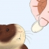 Maak seker dat jy cavia is getroud