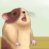 Maak seker dat jy die hamster koel bly as dit weer is
