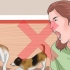 Zorgen dat jy twee honde stop met vechten