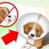 Zorgen vir 'n hond met hektinge