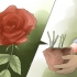 Elimineer swart kolle op rose